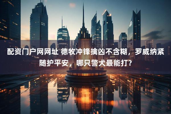 配资门户网网址 德牧冲锋擒凶不含糊，罗威纳紧随护平安，哪只警犬最能打？